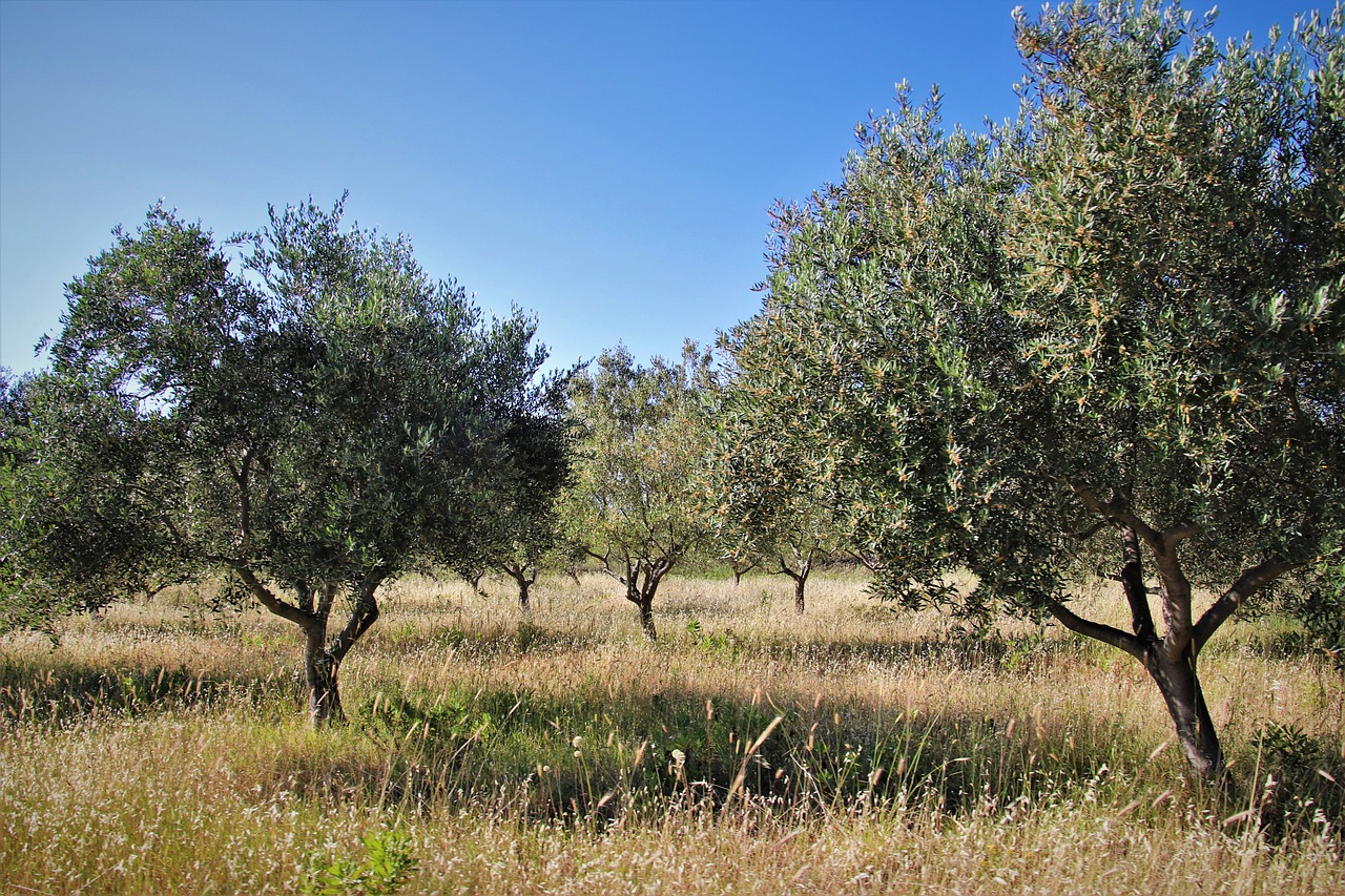 Olia brusiada non faghet ògiu