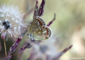 Sa biodiversidade in sa terminologia de sa vida