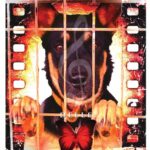 Mùsica pro sos animales abbandonados