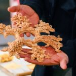 S’Alighera at afestadu su pane de Sardigna