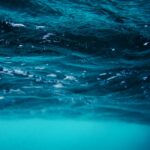 Su CNR istùdiat sa salude de su mare sardu