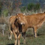 Sa dermatite bòina, torra a assuconare sa Sardigna