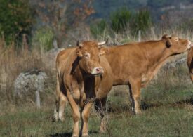 Sa dermatite bòina, torra a assuconare sa Sardigna