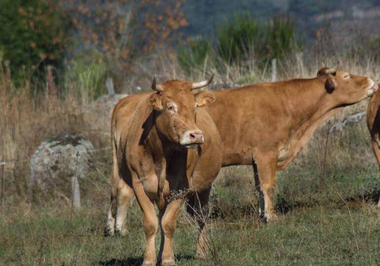 Sa dermatite bòina, torra a assuconare sa Sardigna