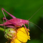 Macrocosmo sardo: sa biodiversidade in fotografia