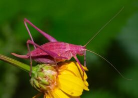 Macrocosmo sardo: sa biodiversidade in fotografia