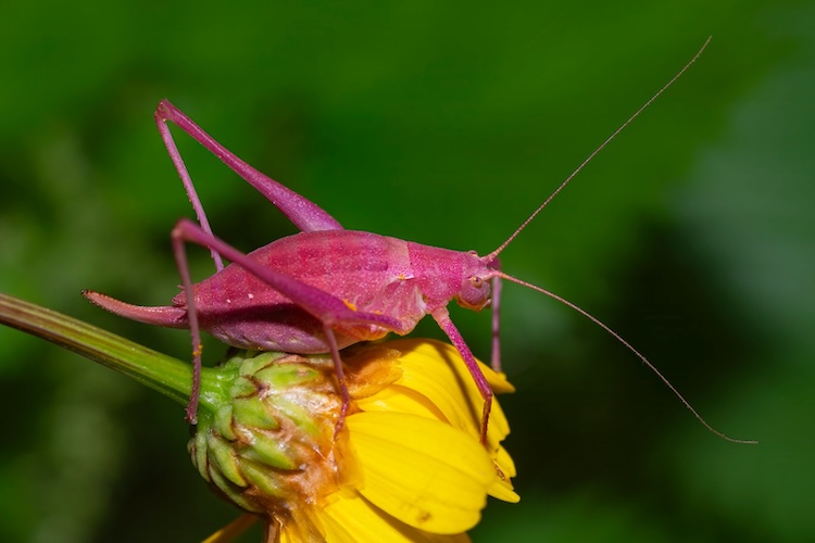 Macrocosmo sardo: sa biodiversidade in fotografia